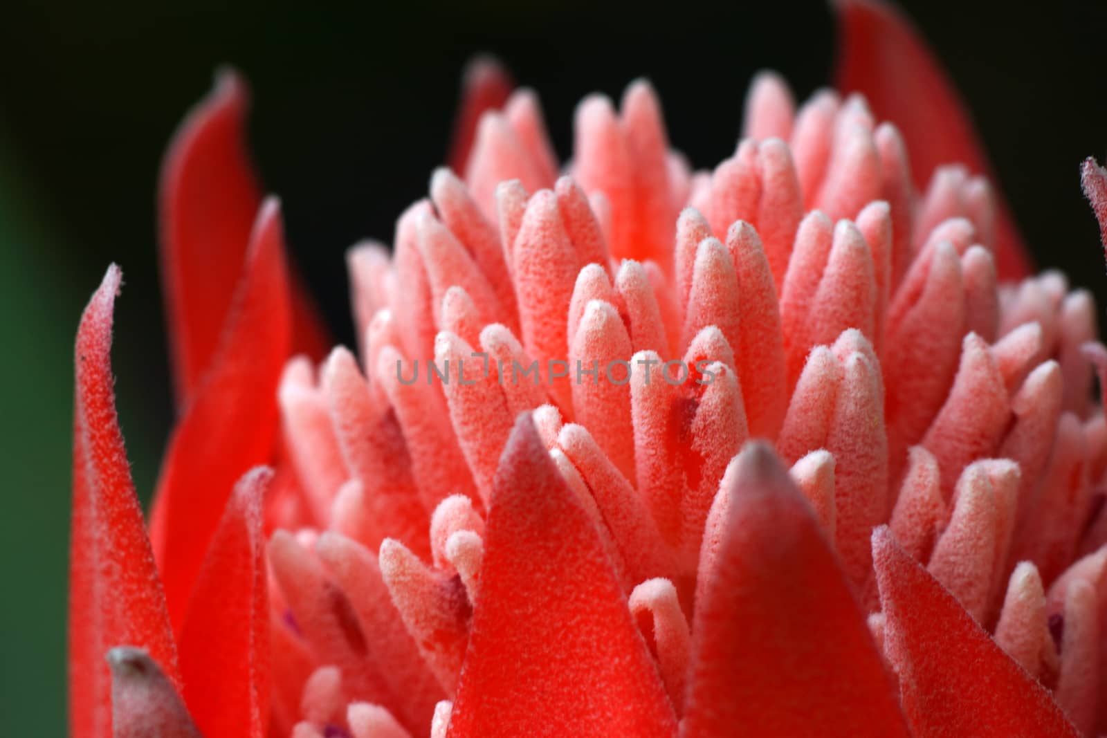 Close-up of flowering bromeliads.