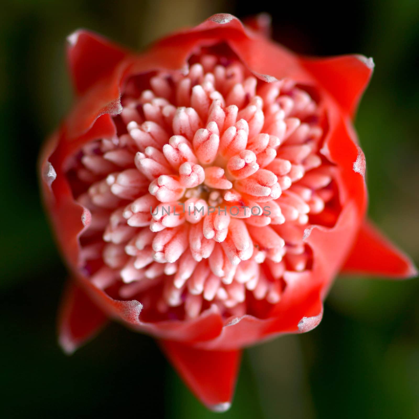 Close-up of flowering bromeliads.