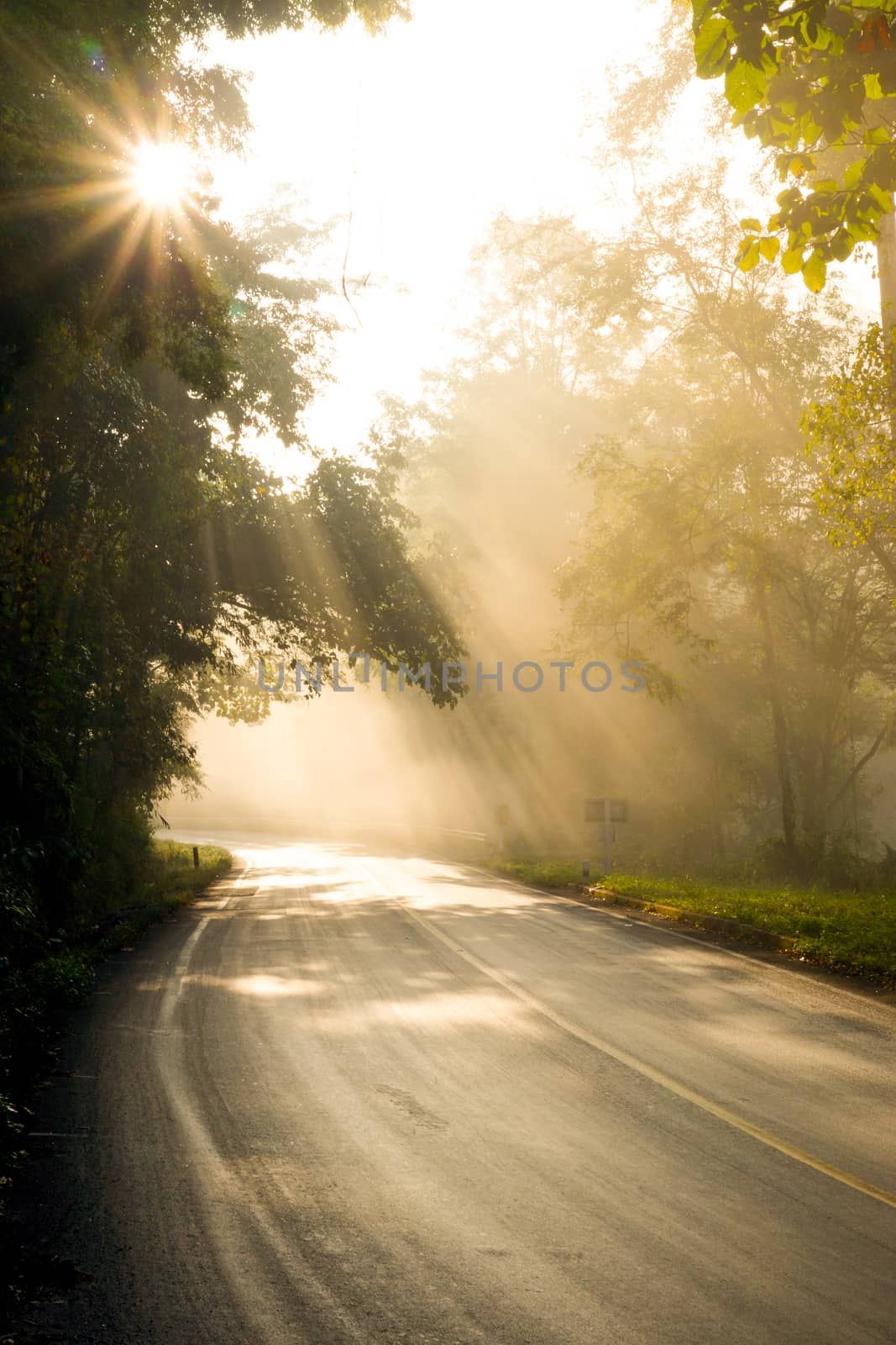 Fog in morning sunshine on the road alone.