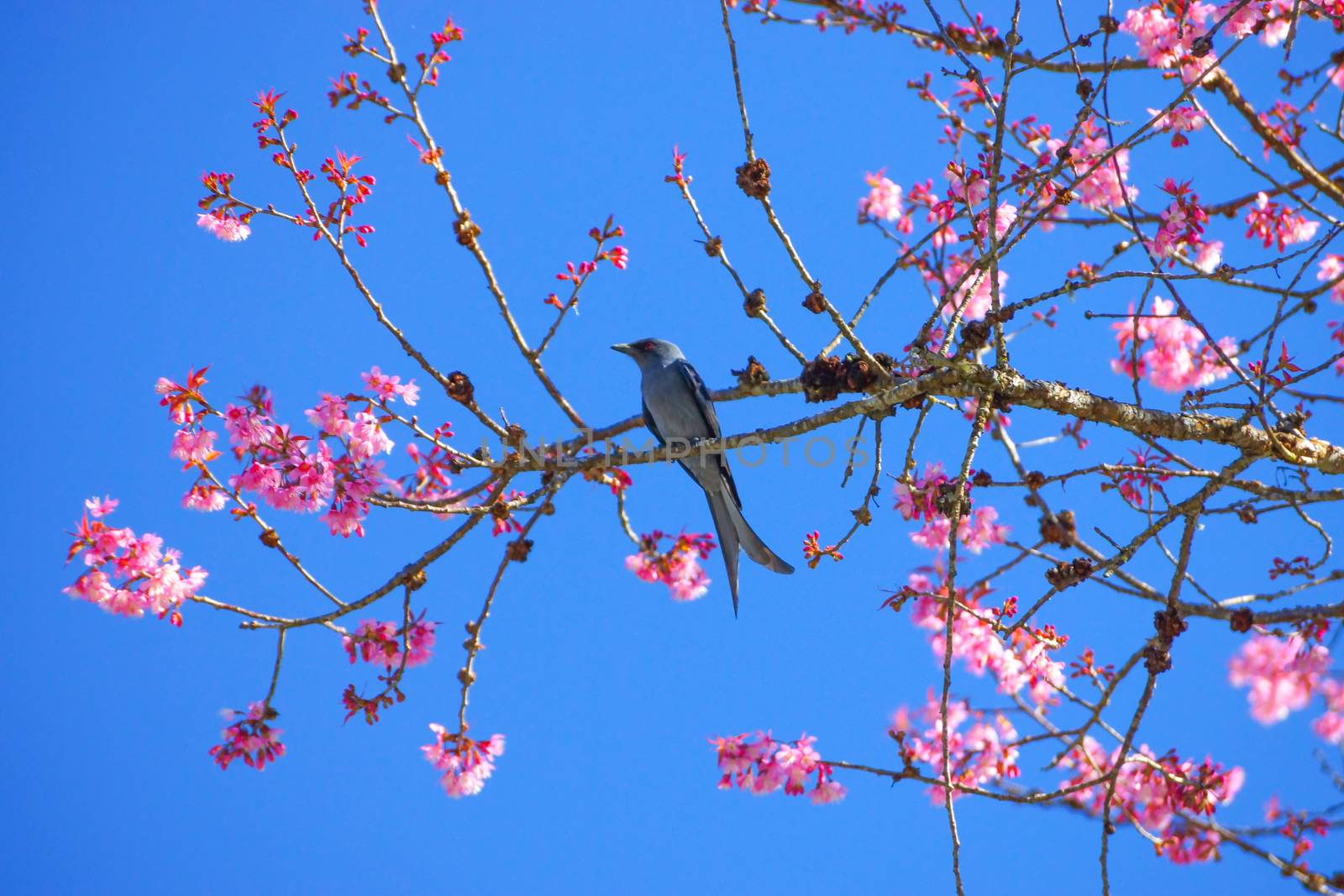 Pink Flower "Wild Himalayan Cherry" (Prunus cerasoides)