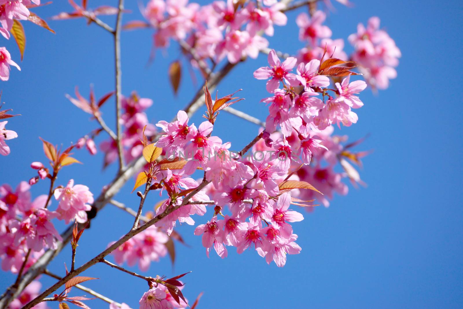 Pink Flower "Wild Himalayan Cherry". by Noppharat_th