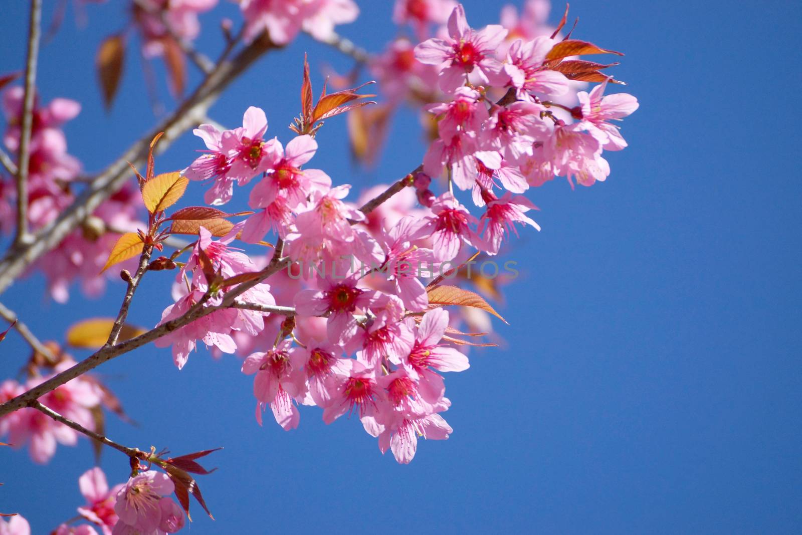 Pink Flower "Wild Himalayan Cherry". by Noppharat_th