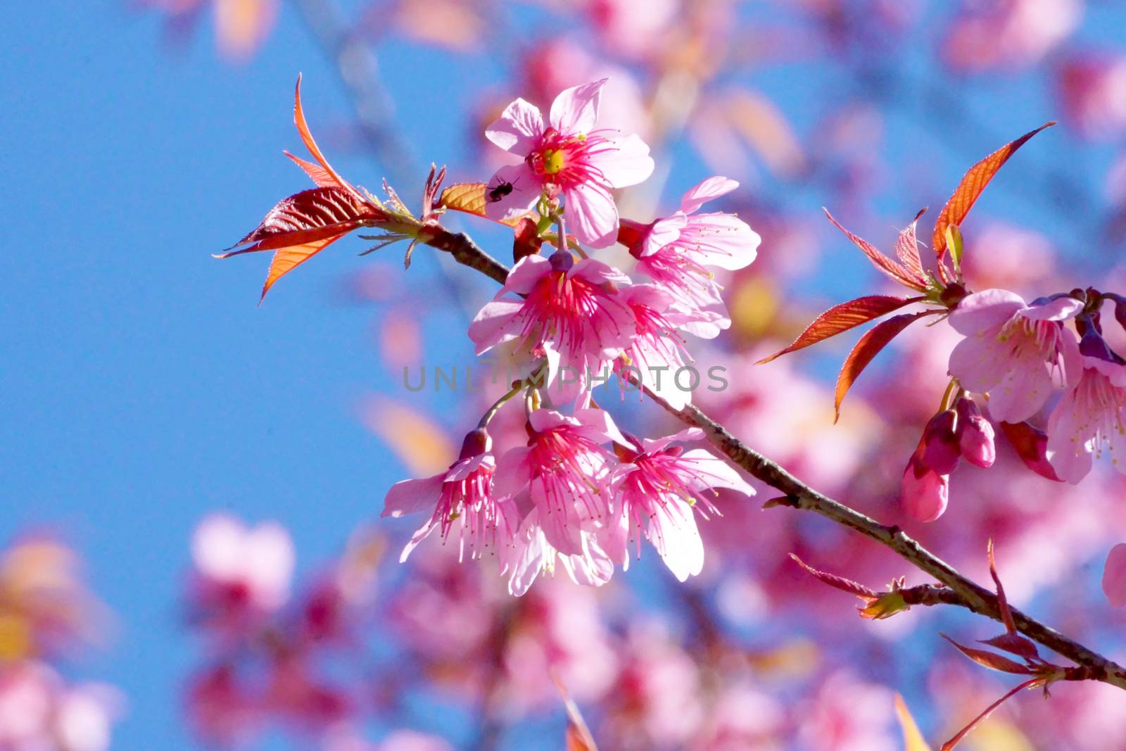 Pink Flower "Wild Himalayan Cherry". by Noppharat_th