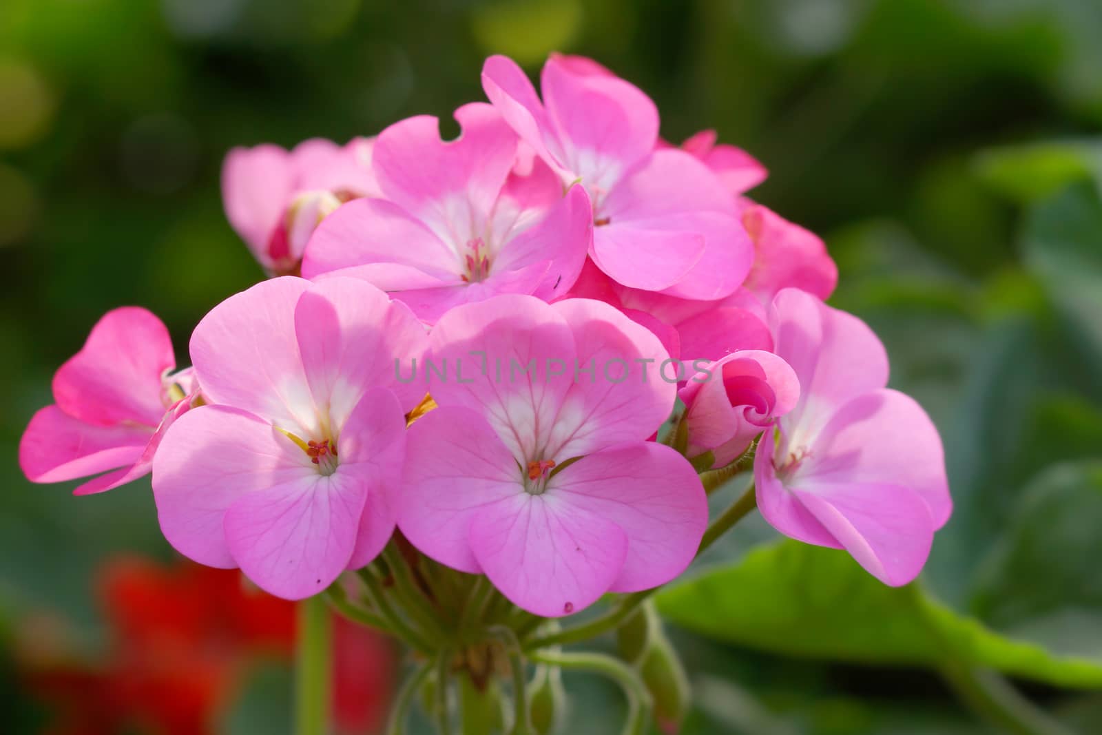 Geranium flowers in the garden by Noppharat_th