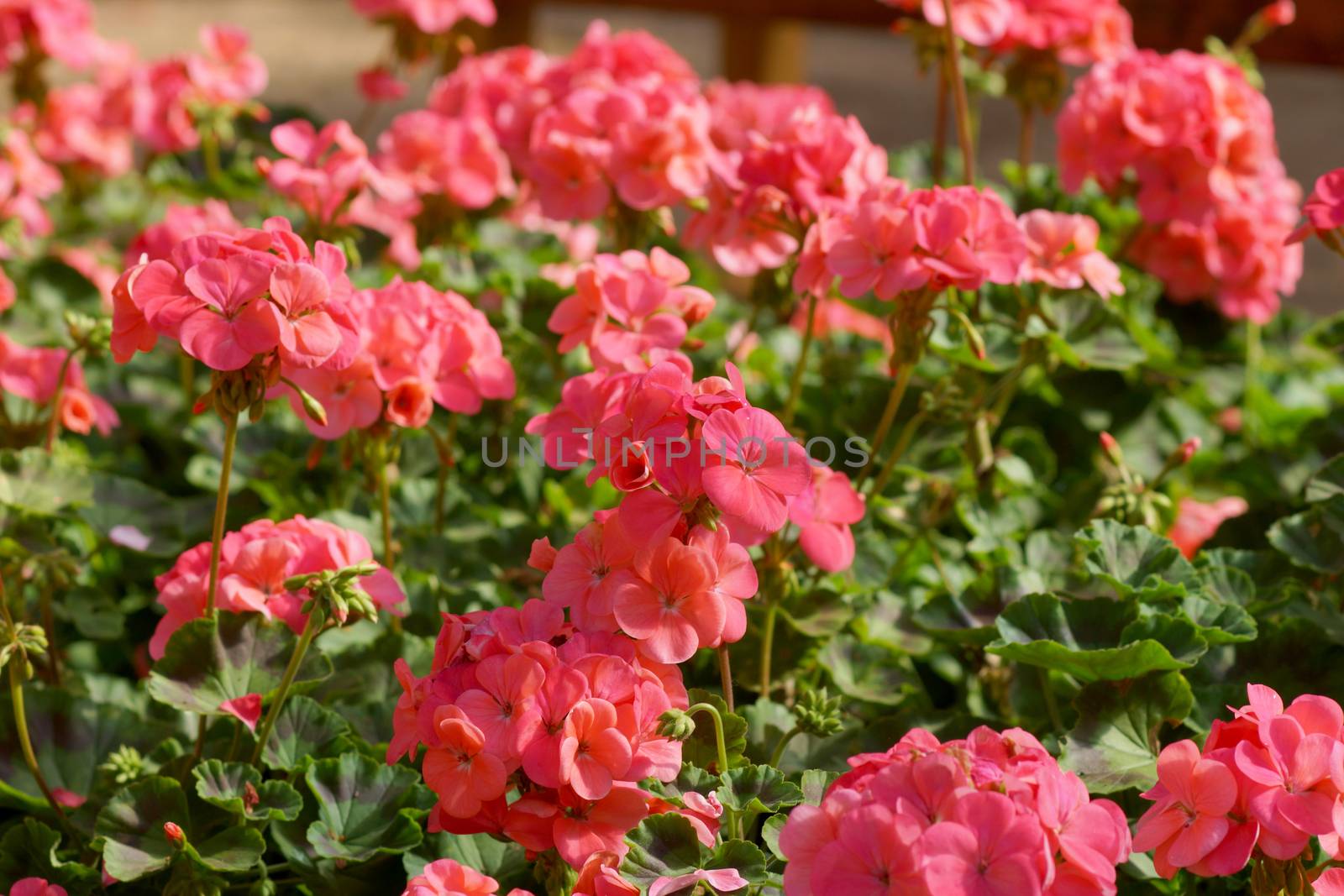 Geranium flowers in the garden by Noppharat_th