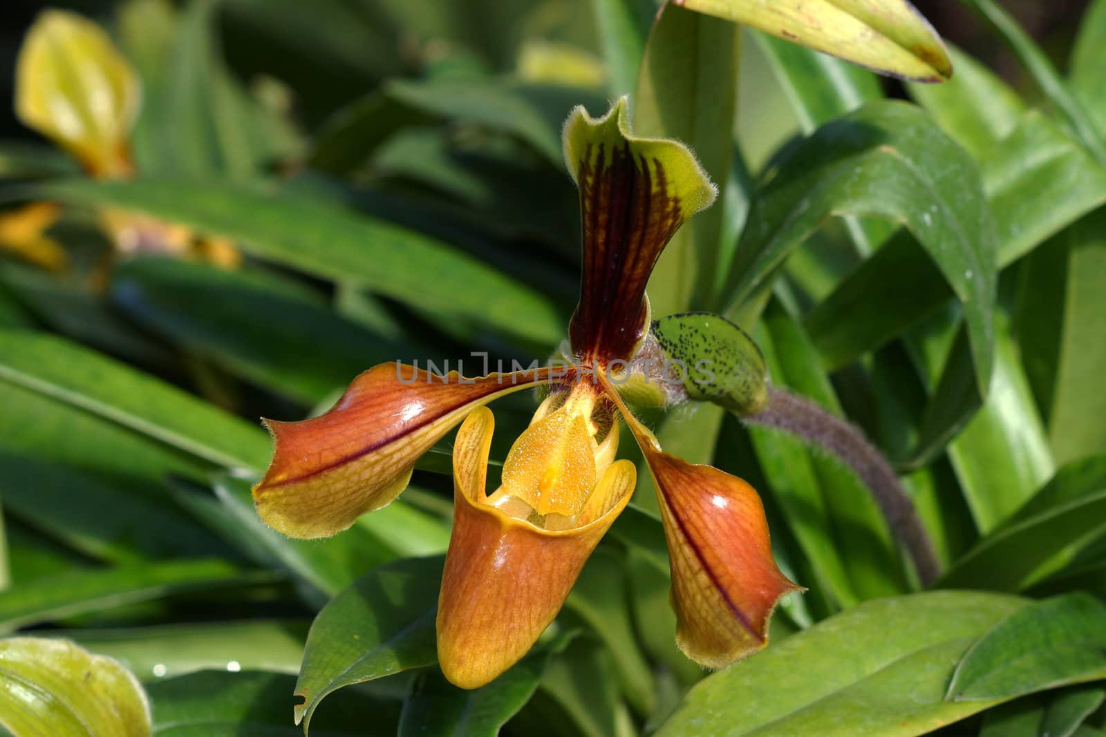 Lady Slipper Orchid Paphiopedilum