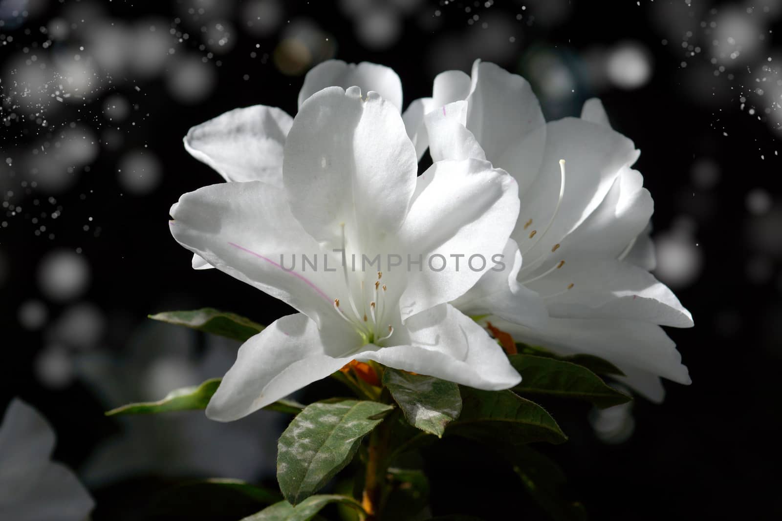 The park is carpeted with white azalea blossoms.