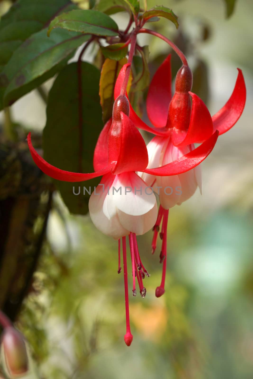 Beautiful Fuchsia flowers by Noppharat_th