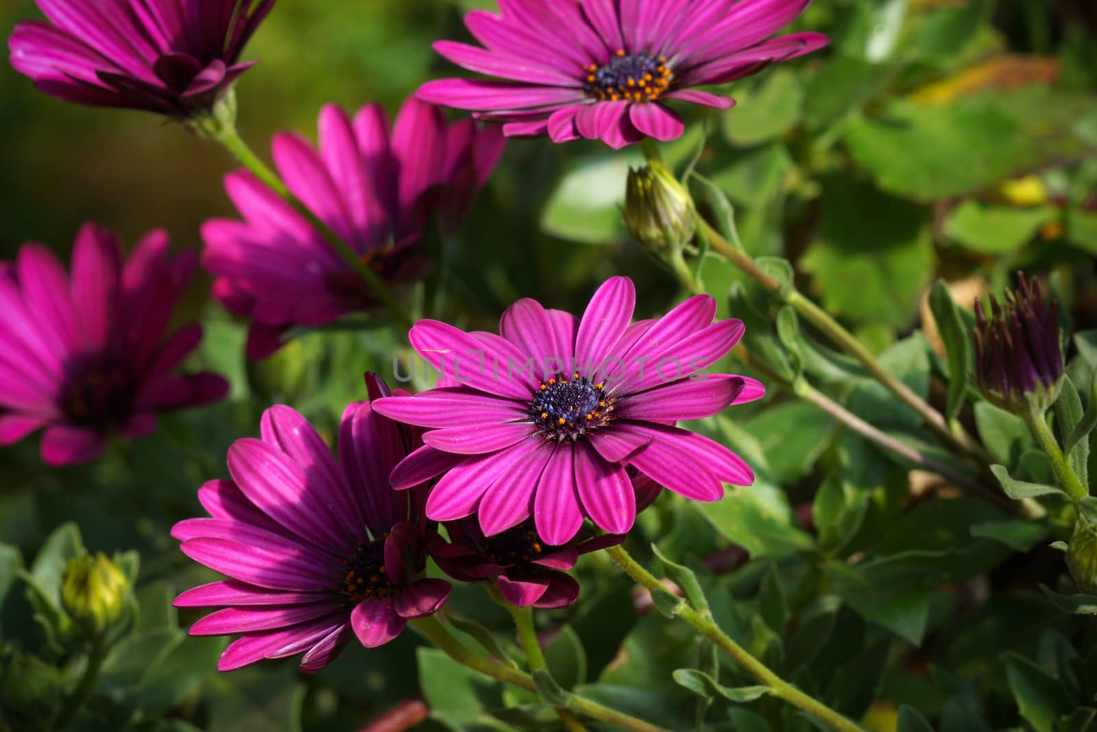 Purple flowers in the garden