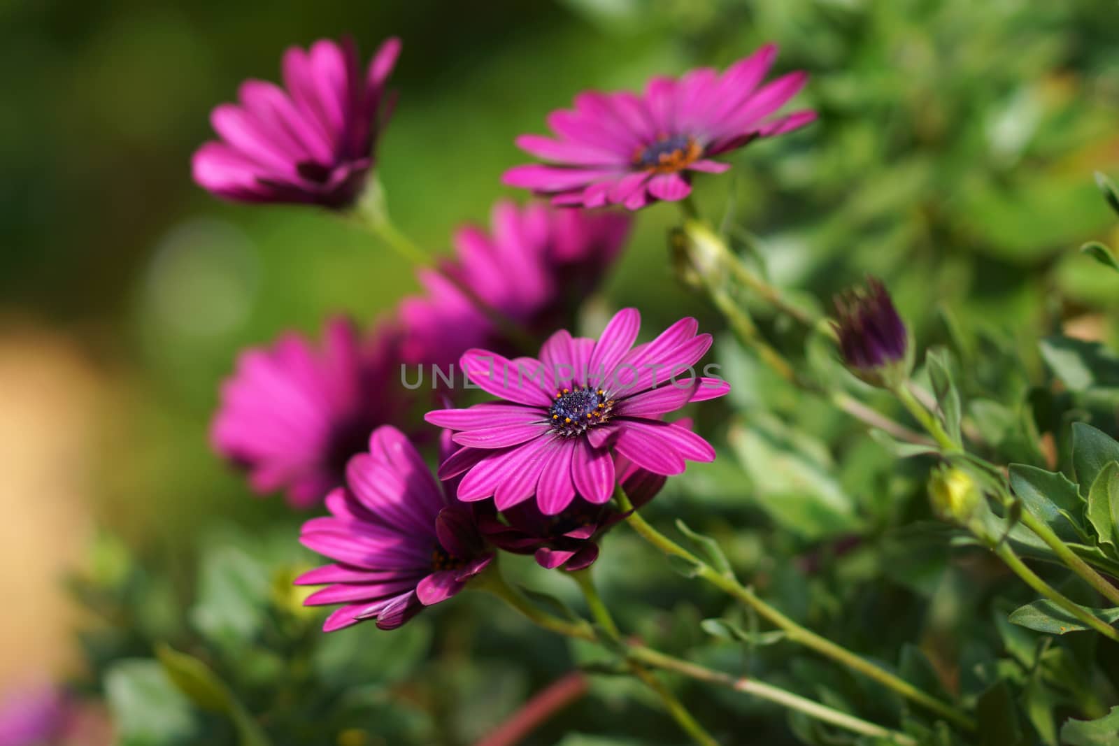 Purple flowers in the garden by Noppharat_th