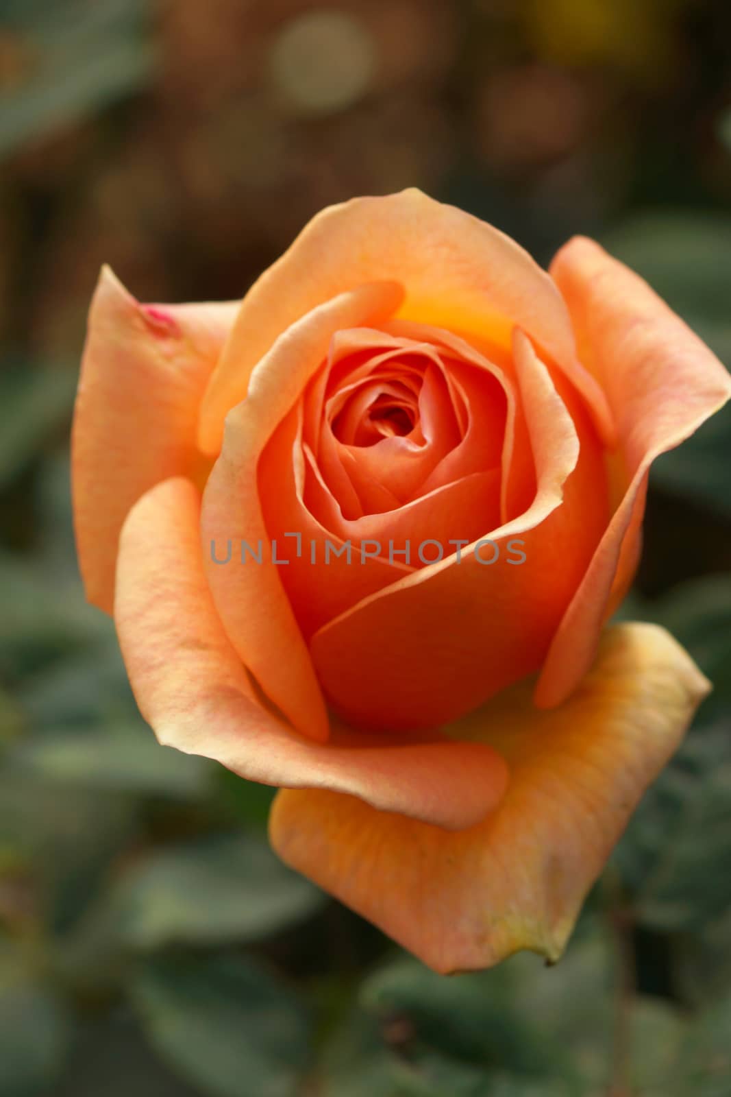 Orange rose closeup