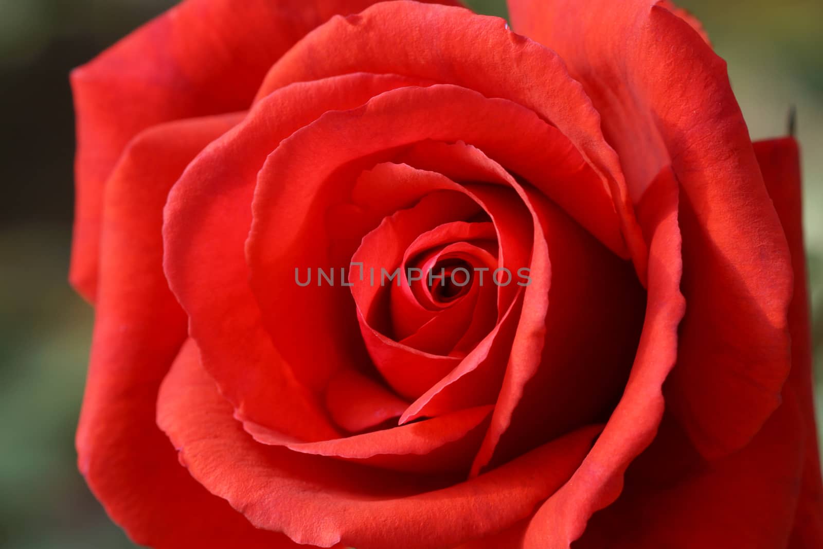 Closeup of a beautiful red roses .