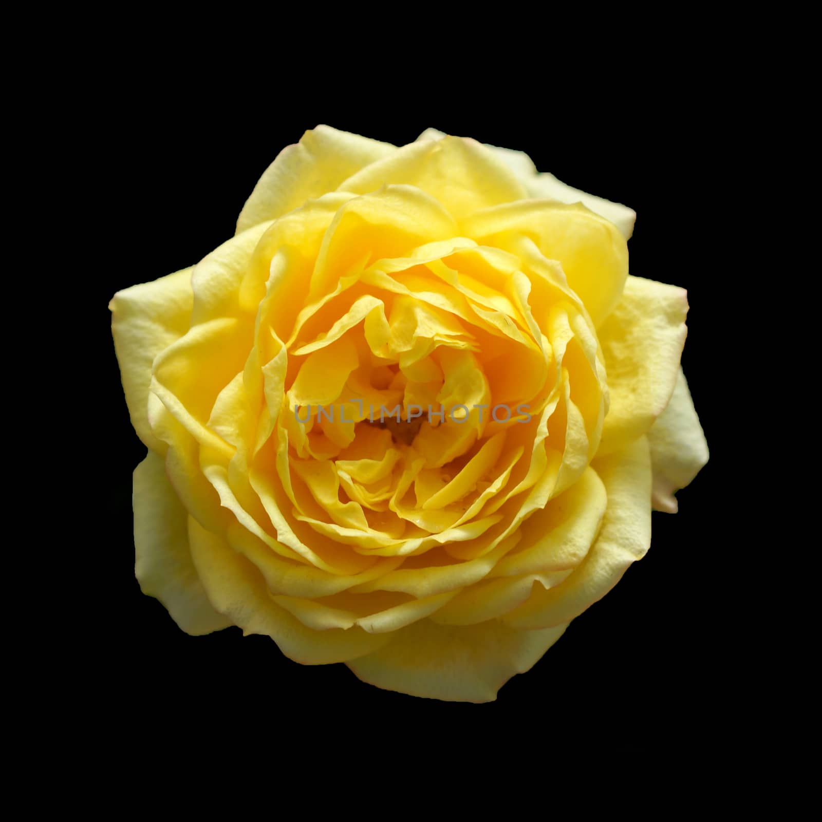 beautiful yellow rose isolated on black background