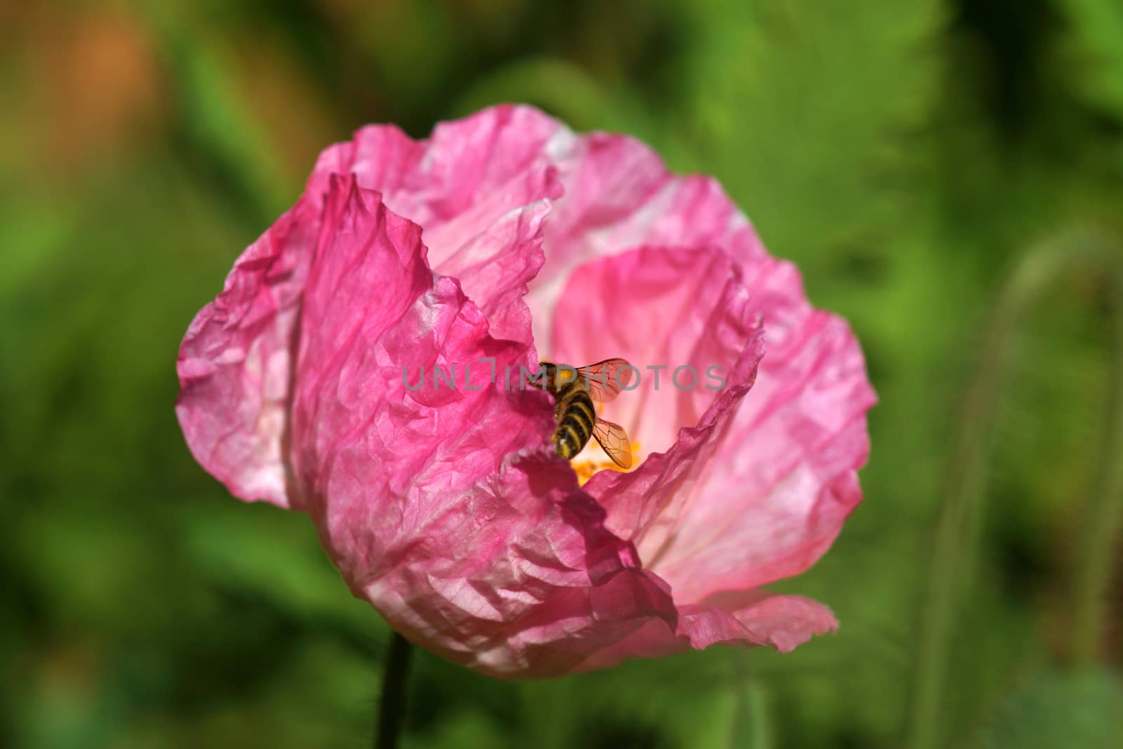 Poppy flowers in the garden