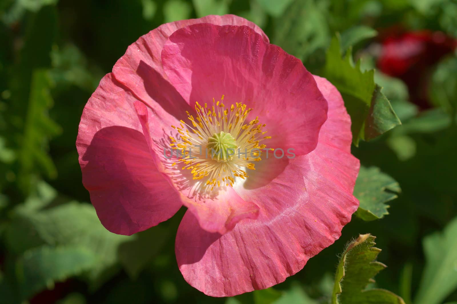 Poppy flowers in the garden