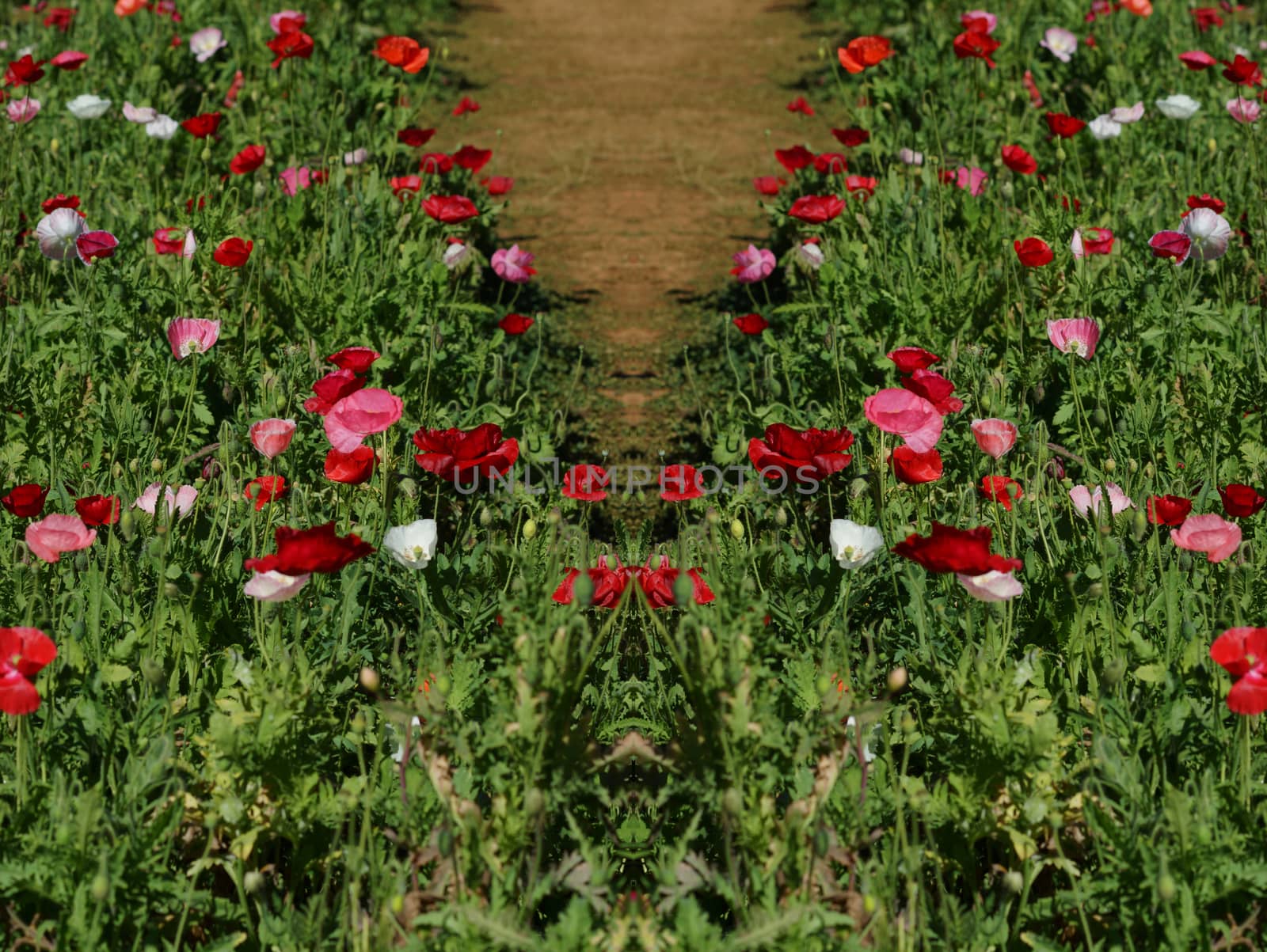 Poppy flowers in the garden