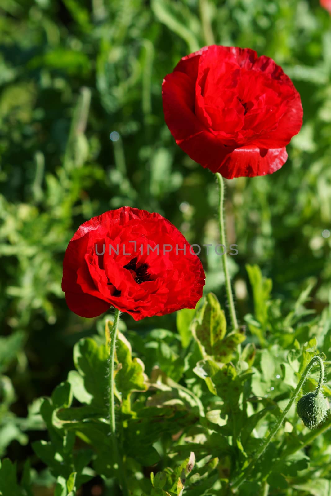 Poppy flowers in the garden