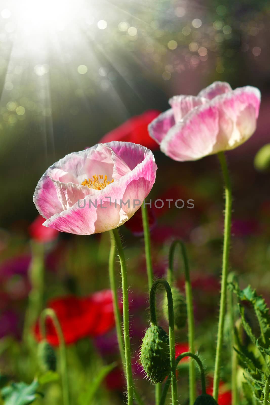 Poppy flowers in the garden by Noppharat_th