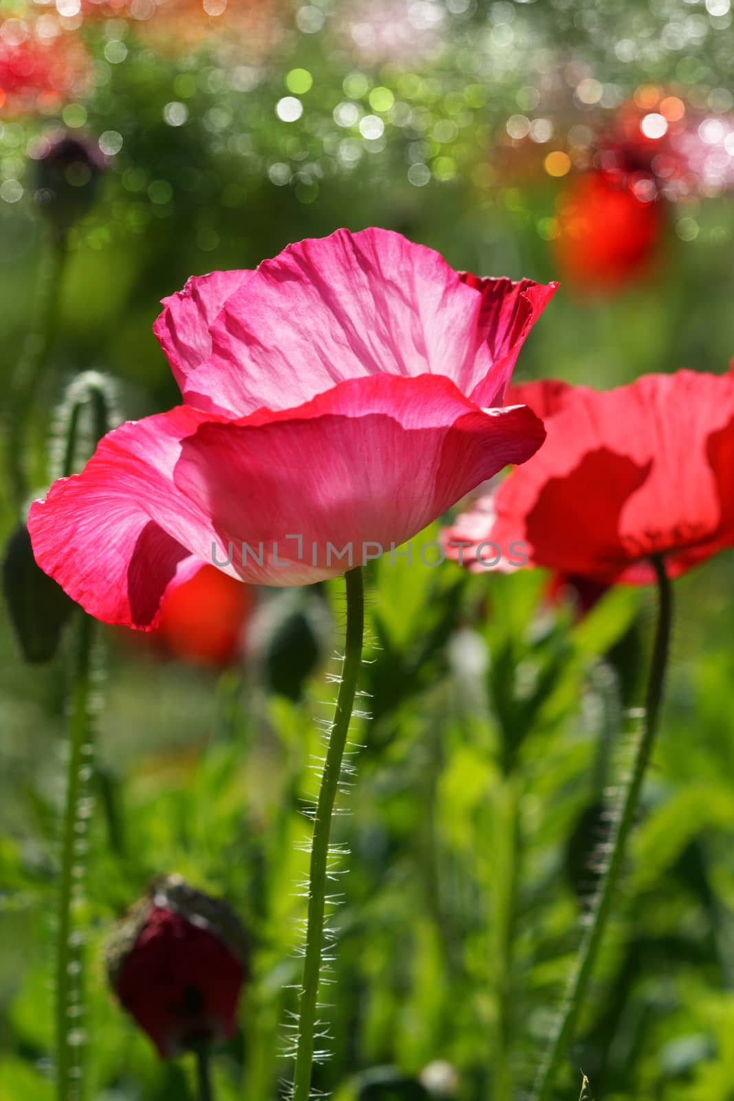 Poppy flowers in the garden by Noppharat_th