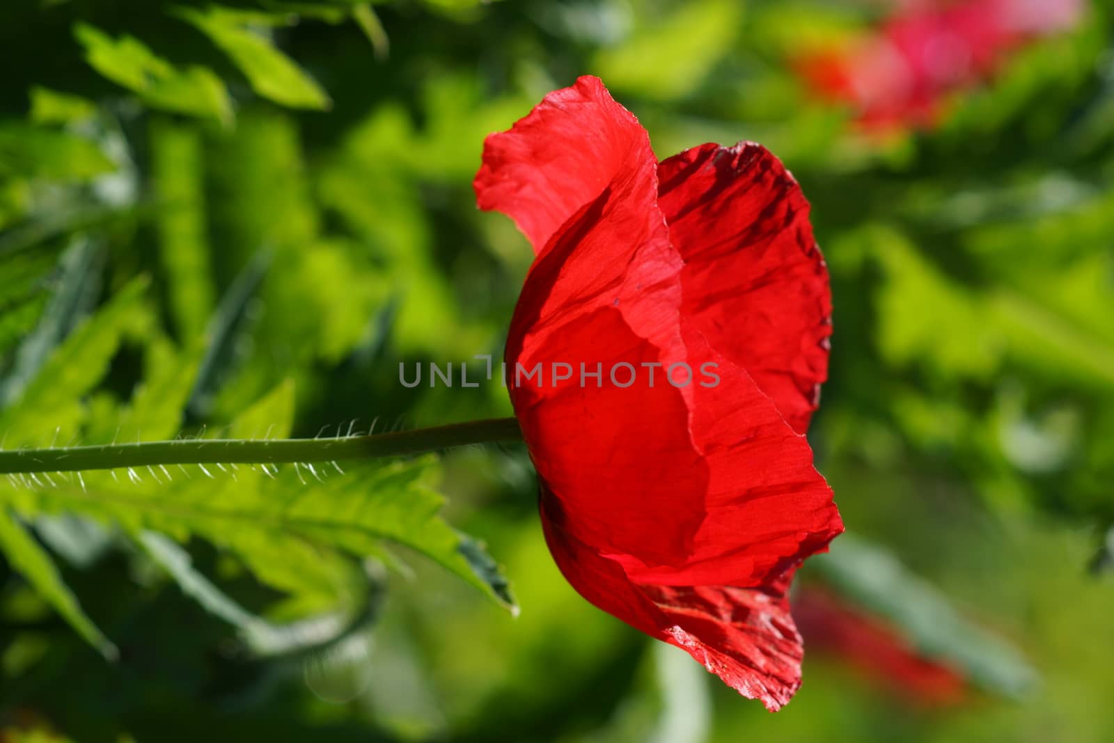 Poppy flowers in the garden