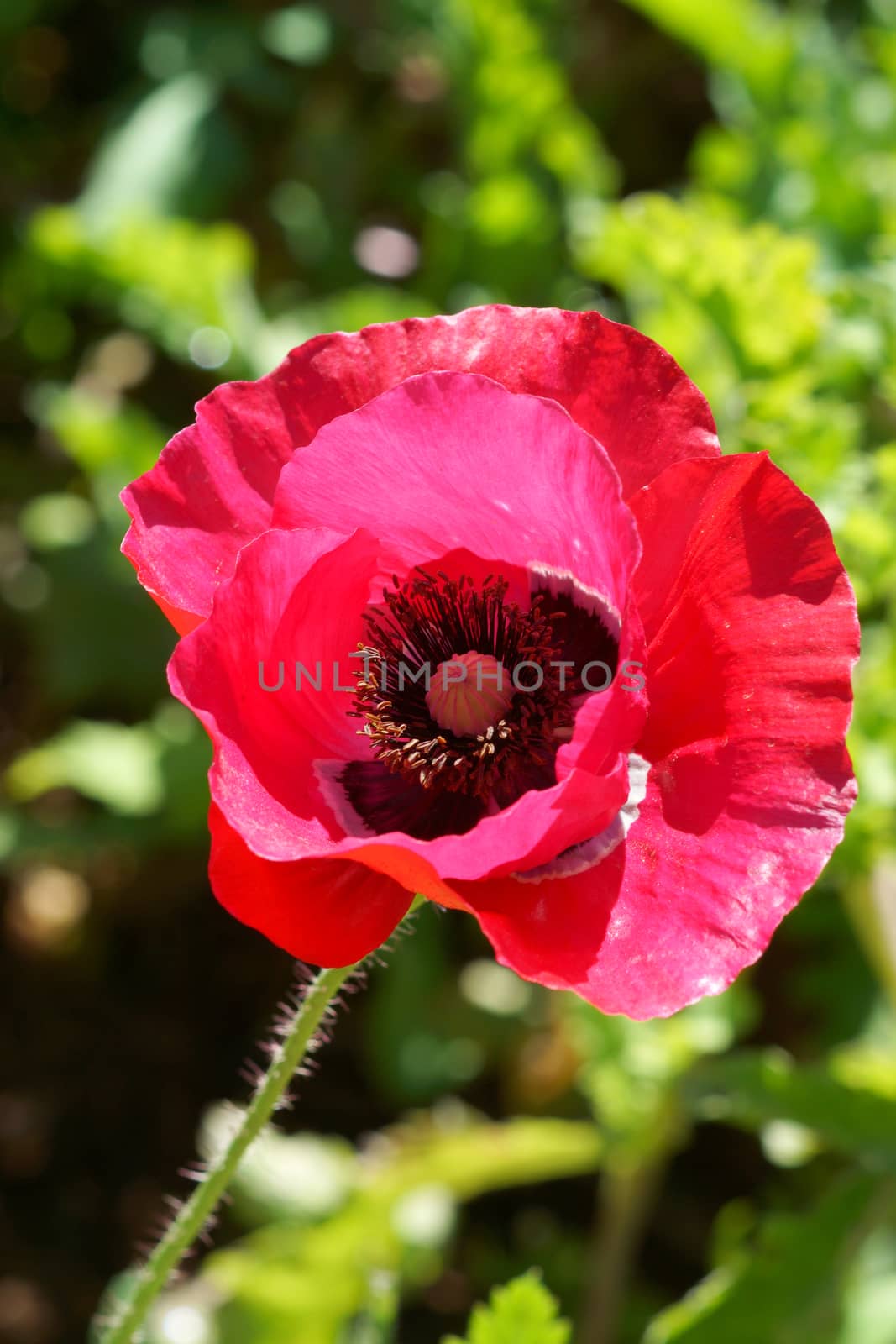 Poppy flowers in the garden