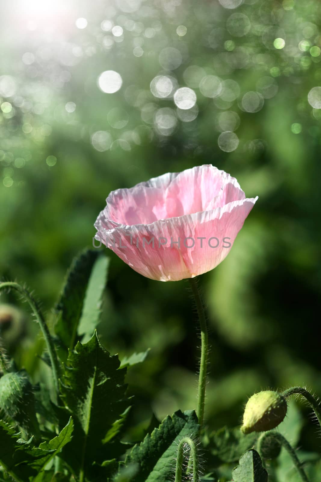 Poppy flowers in the garden