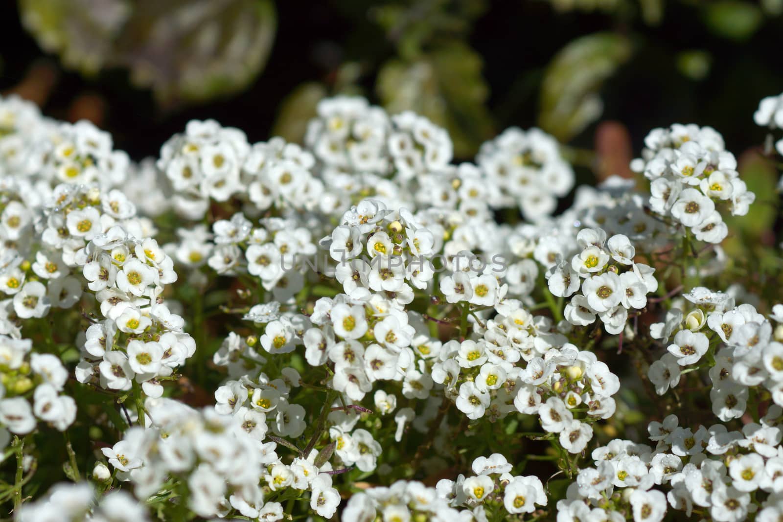 sweet alison flowers. (Lobularia maritima (L.) Desv.)