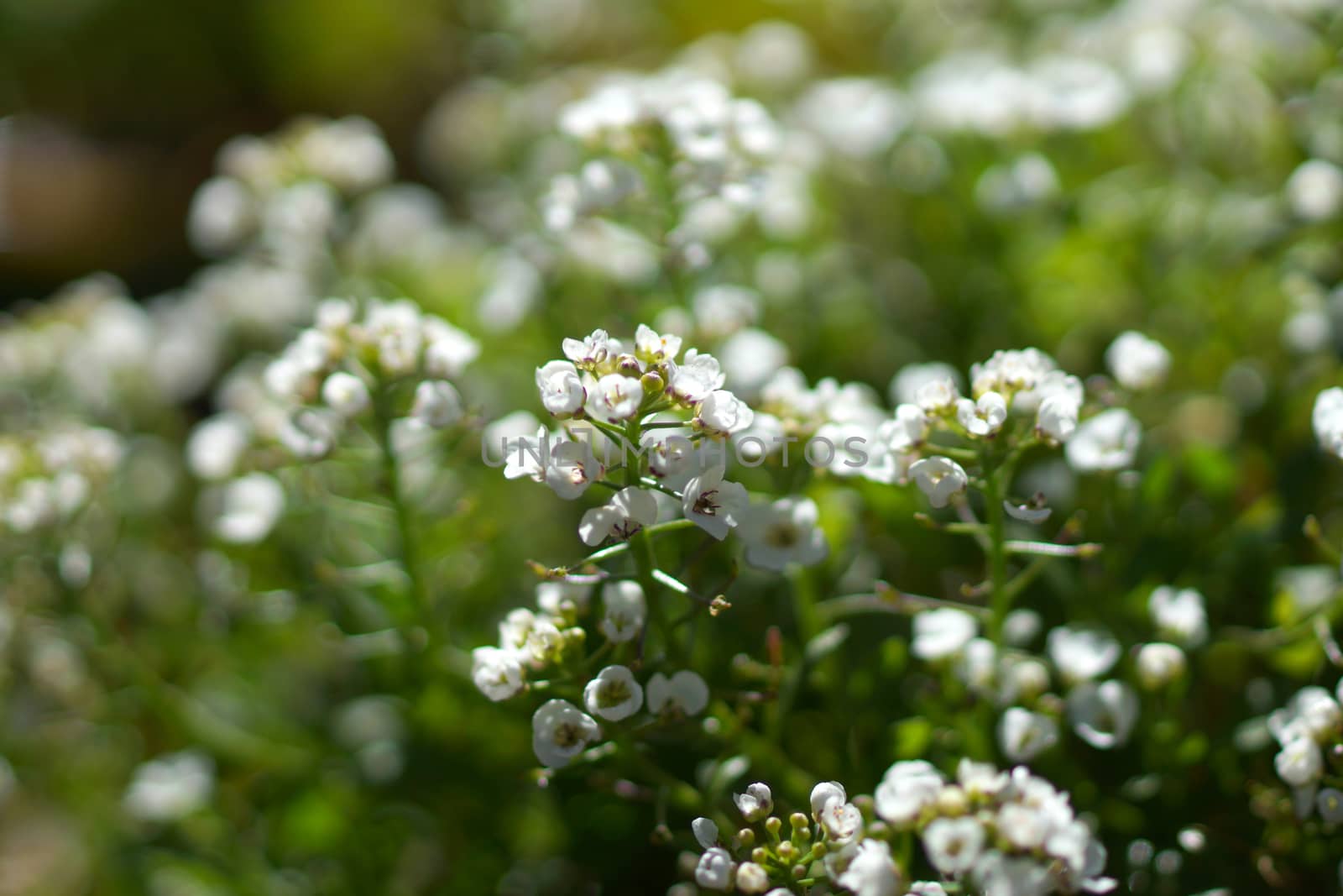 sweet alison flowers. (Lobularia maritima (L.) Desv.)