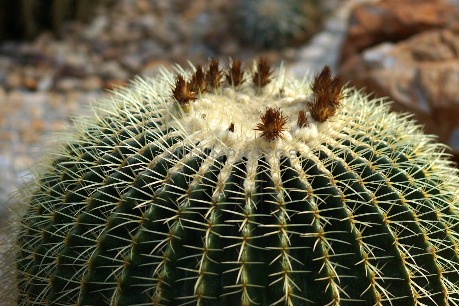 Cactus. (Echinocactus grusonii v. albispinus.)