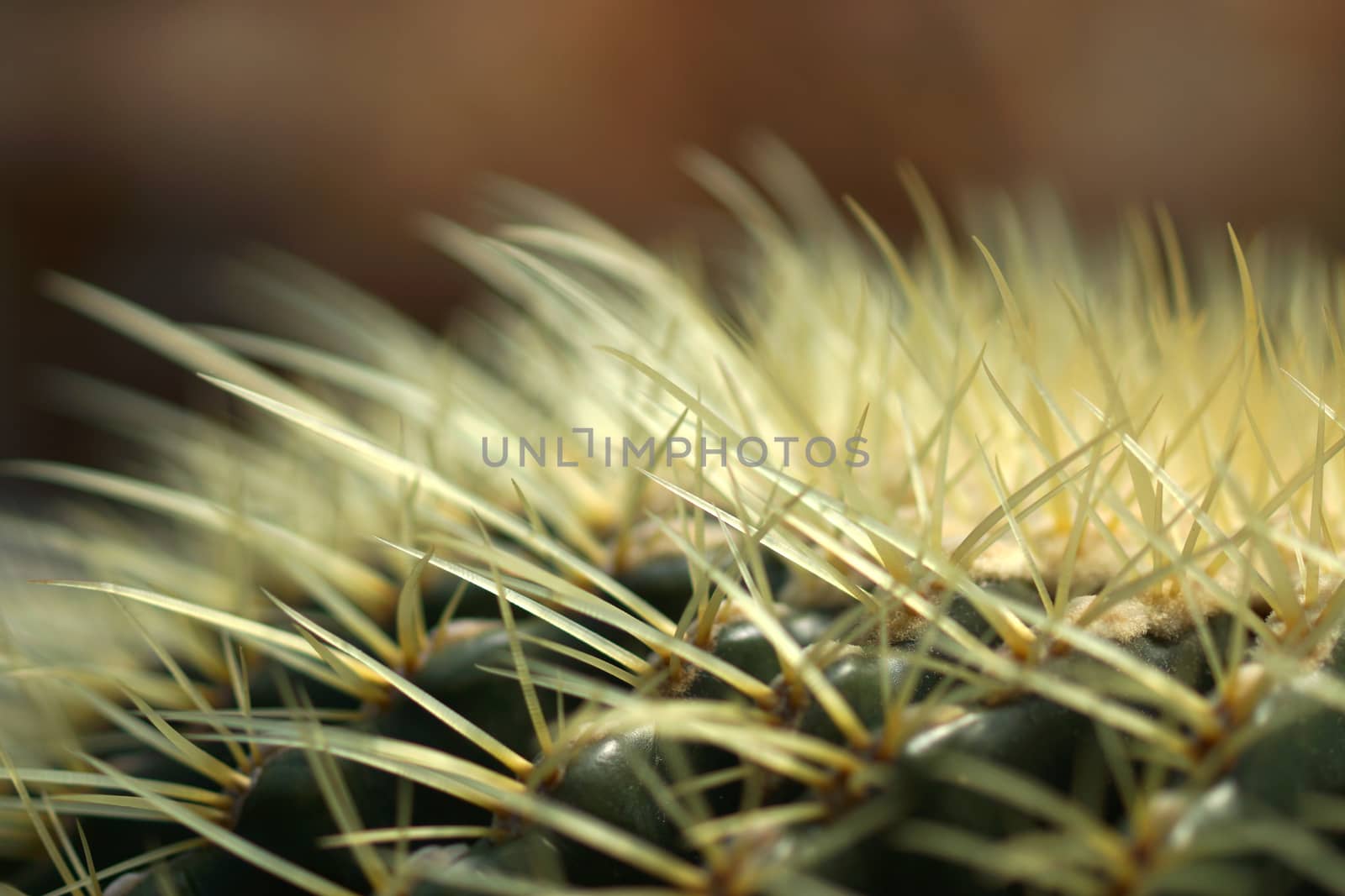 Cactus. (Echinocactus grusonii v. albispinus.)