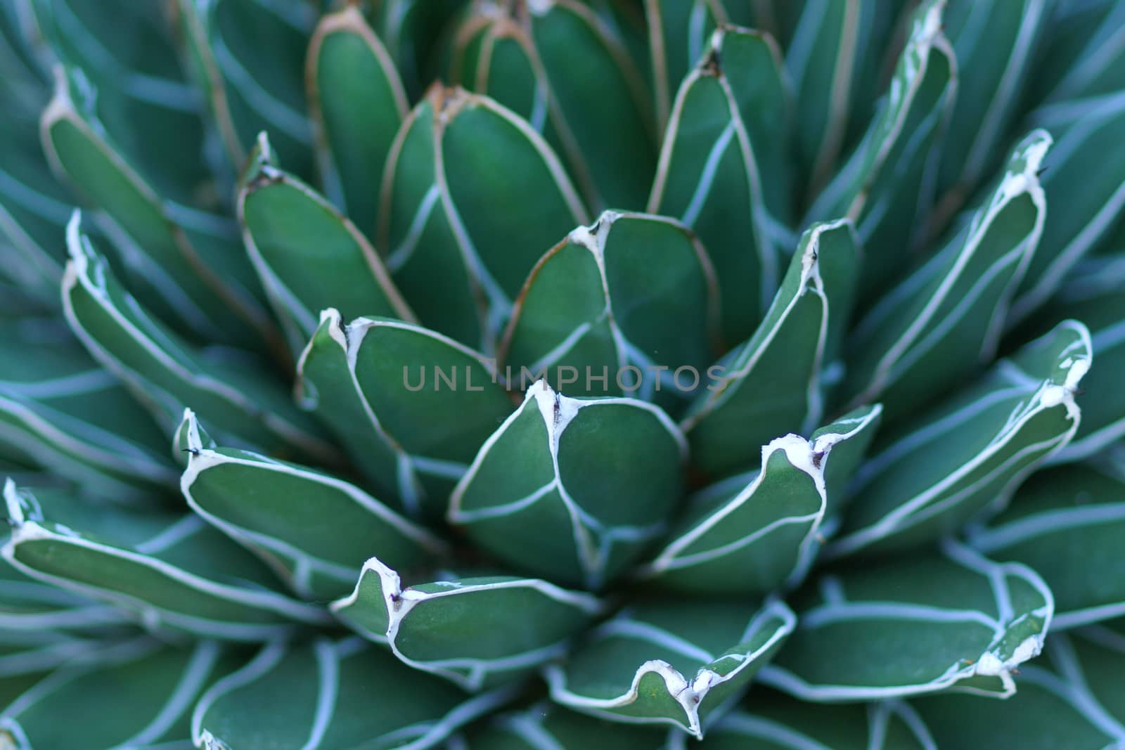 Close up of hen and chick or crassulaceae succulent flower by Noppharat_th