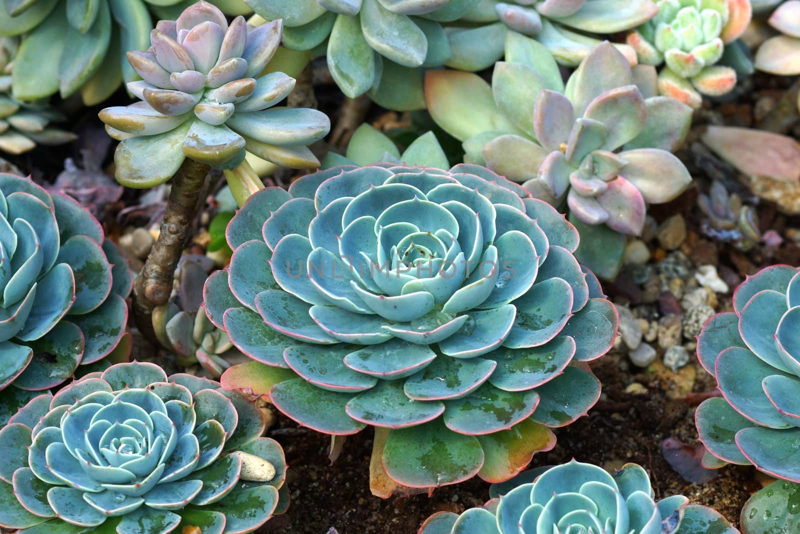 Close up of hen and chick or crassulaceae succulent flower by Noppharat_th