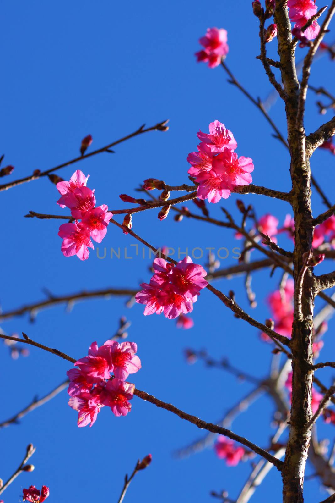 Wild Himalayan Cherry by Noppharat_th