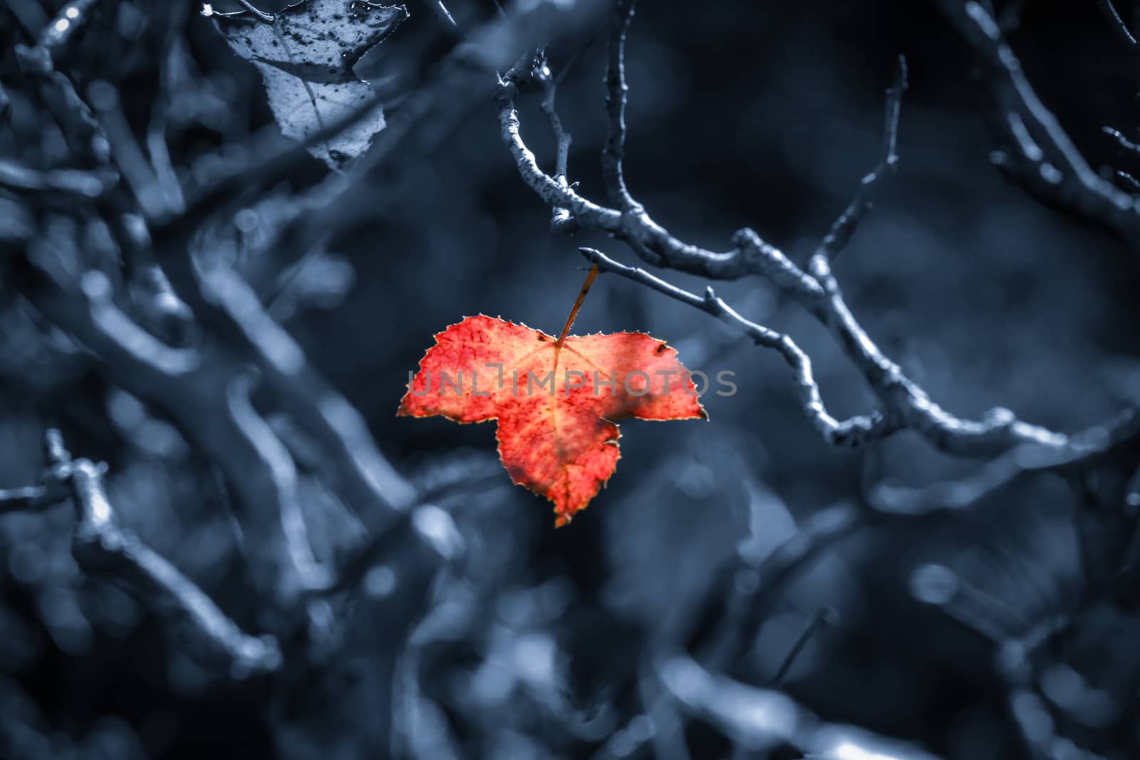 Orange maple leaves And twigs