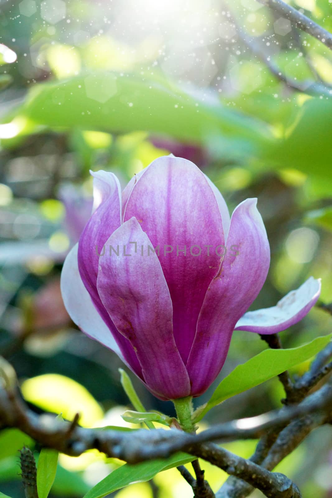 pink magnolia flower by Noppharat_th