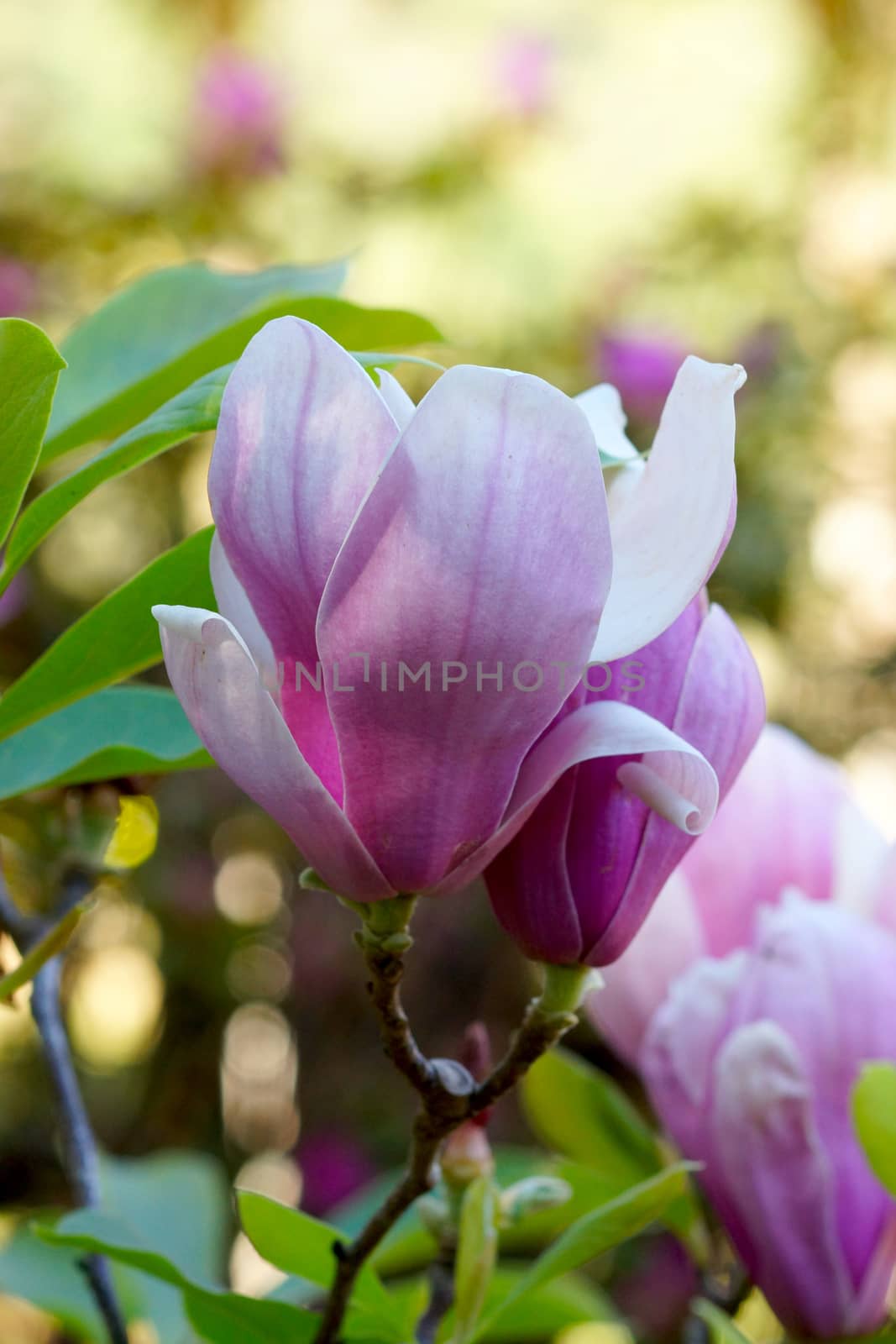 pink magnolia flower by Noppharat_th