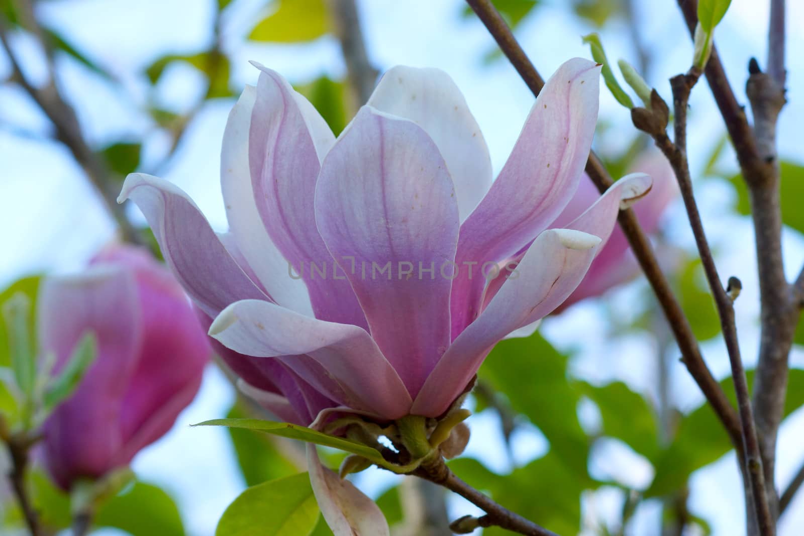 pink magnolia flower by Noppharat_th