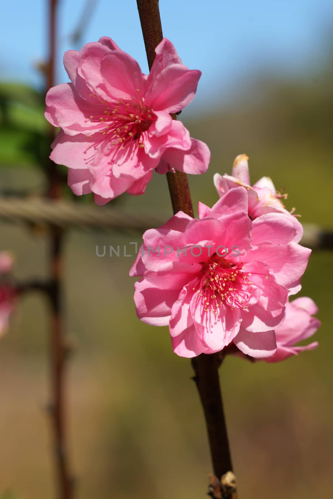 Peach blossom in spring. by Noppharat_th