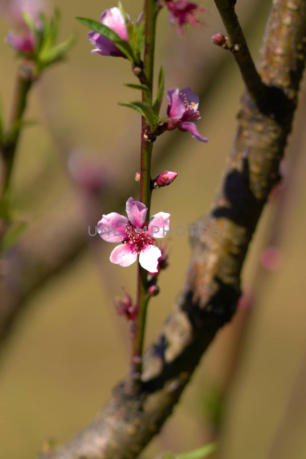 Peach blossom in spring. by Noppharat_th