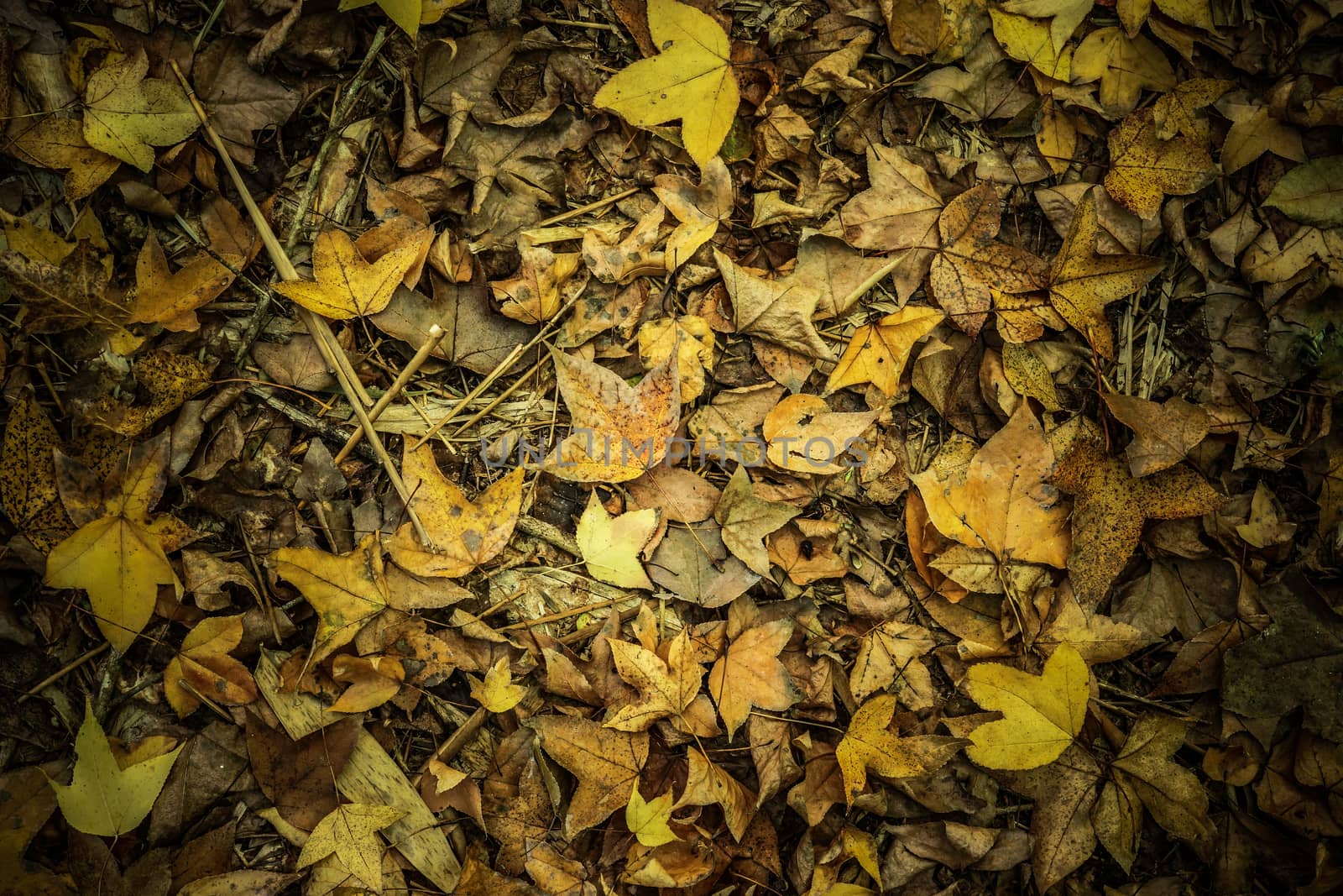 Dry maple leaves fall on the ground in autumn. by Noppharat_th