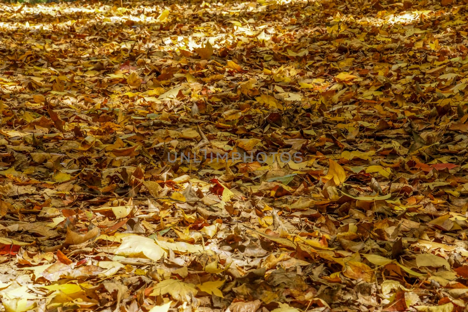 Dry maple leaves fall on the ground in autumn. by Noppharat_th