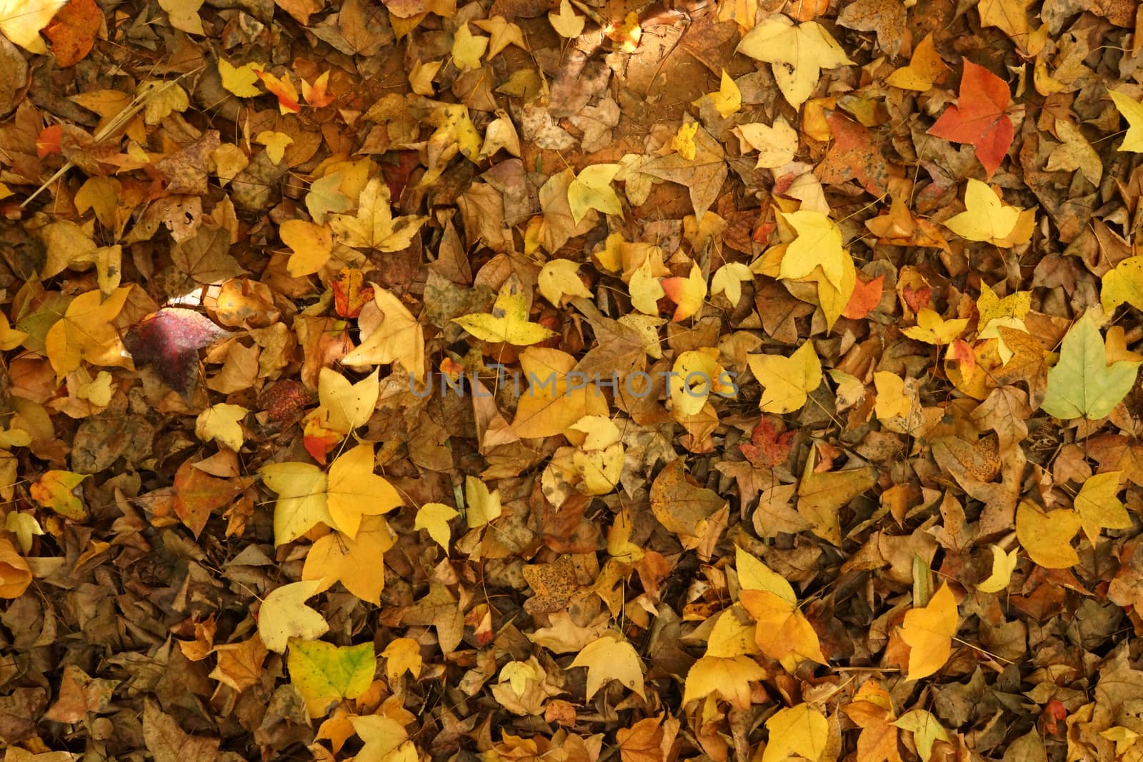 Dry maple leaves fall on the ground in autumn.