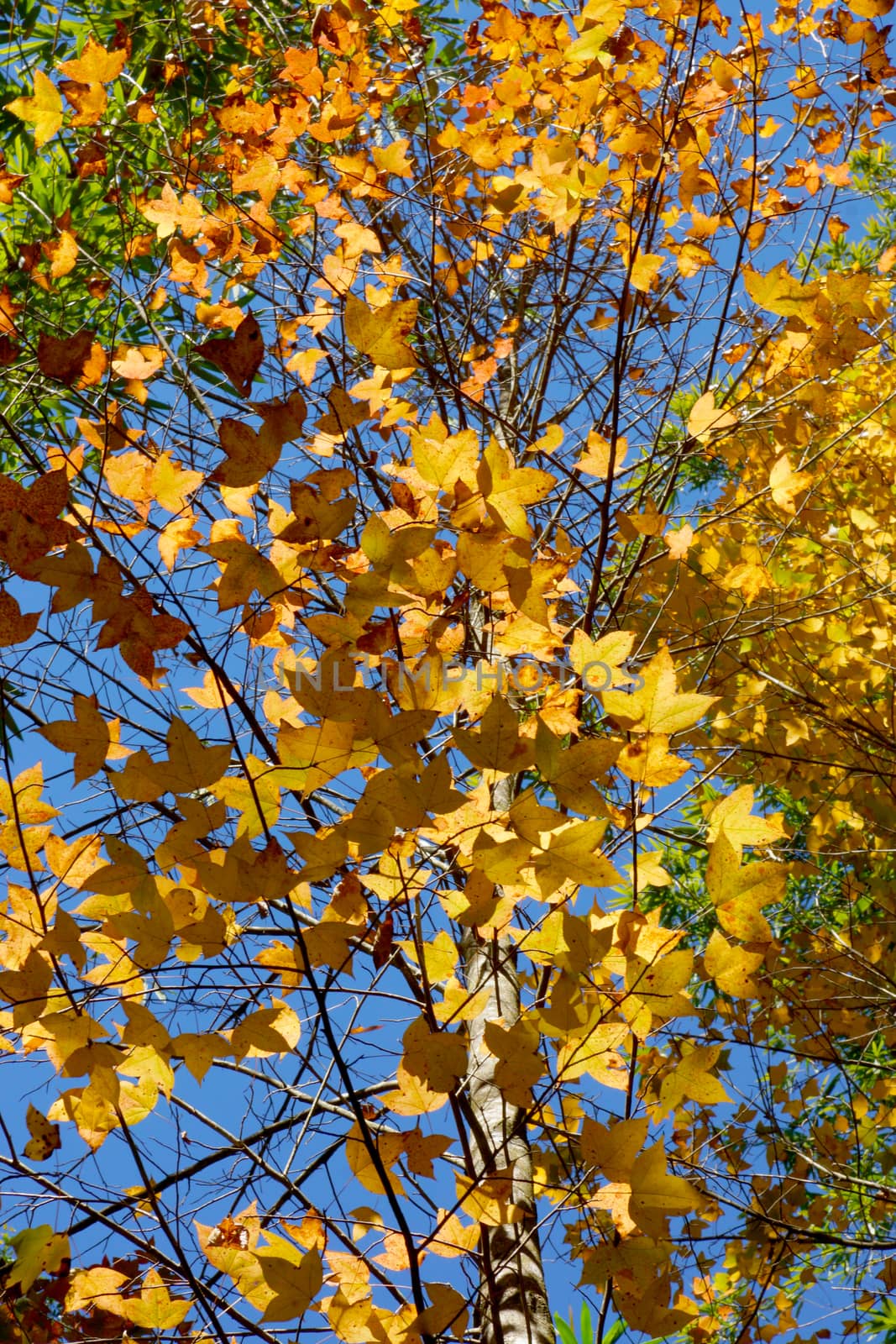 Yellow maple leaves in the autumn.