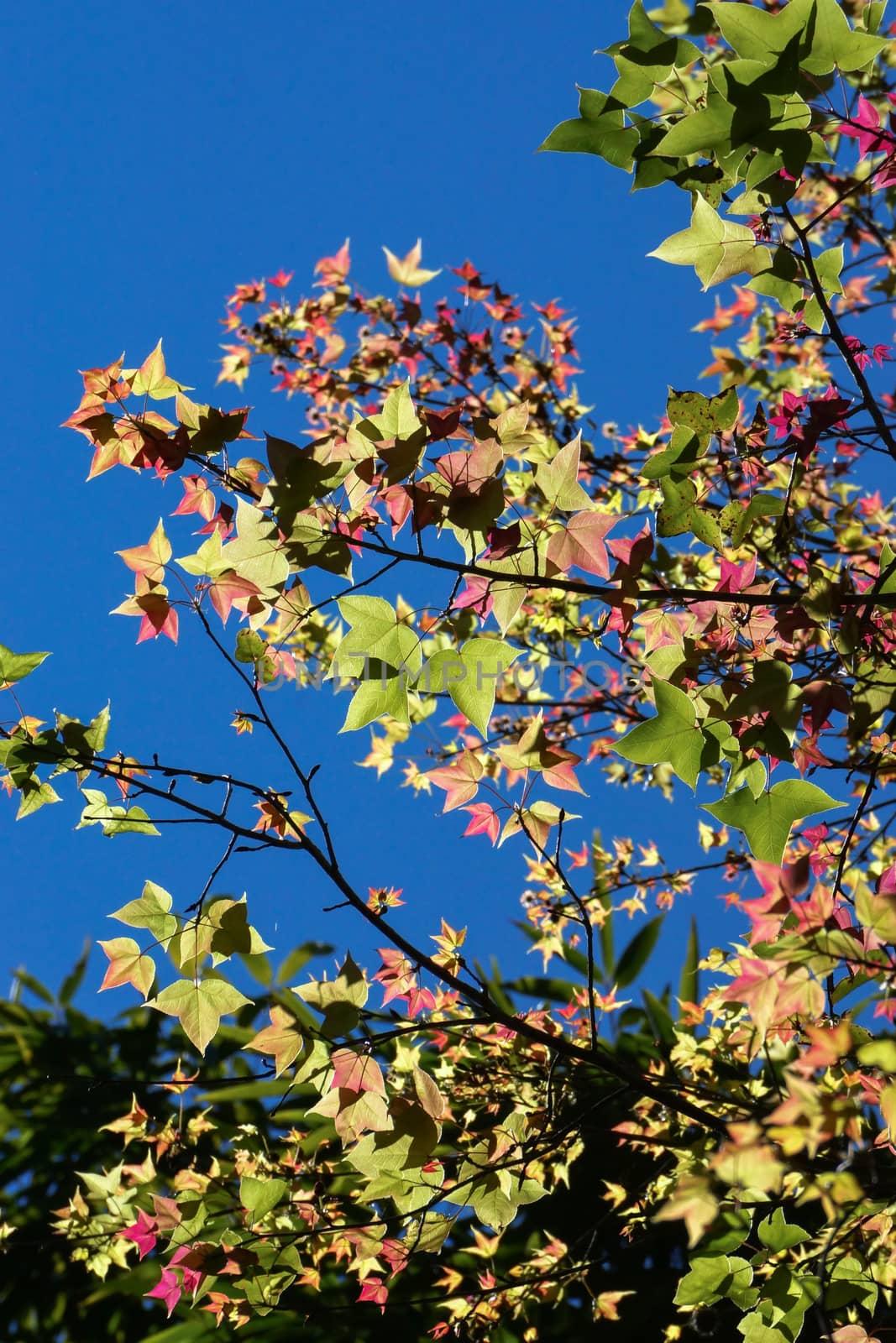 Green and pink maple leaves in the autumn.