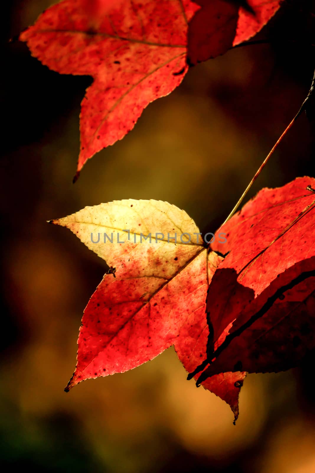 Red maple leaves in the autumn. by Noppharat_th