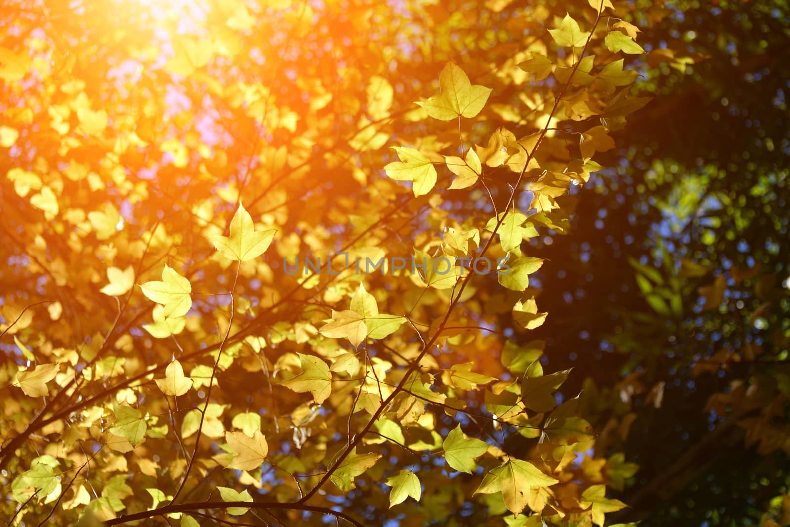 Yellow maple leaves in the autumn. by Noppharat_th