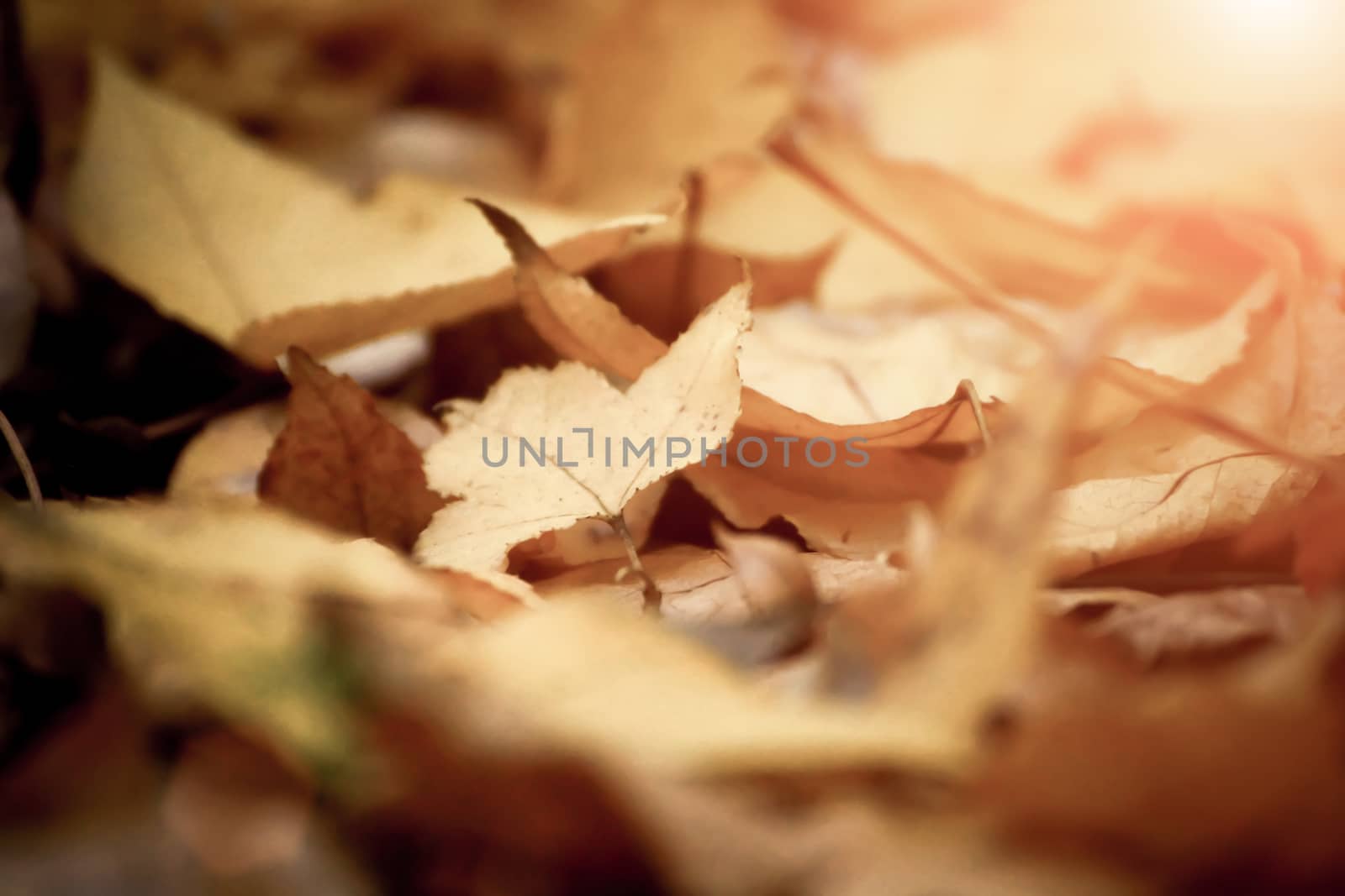 Dry maple leaves fall on the ground in autumn.