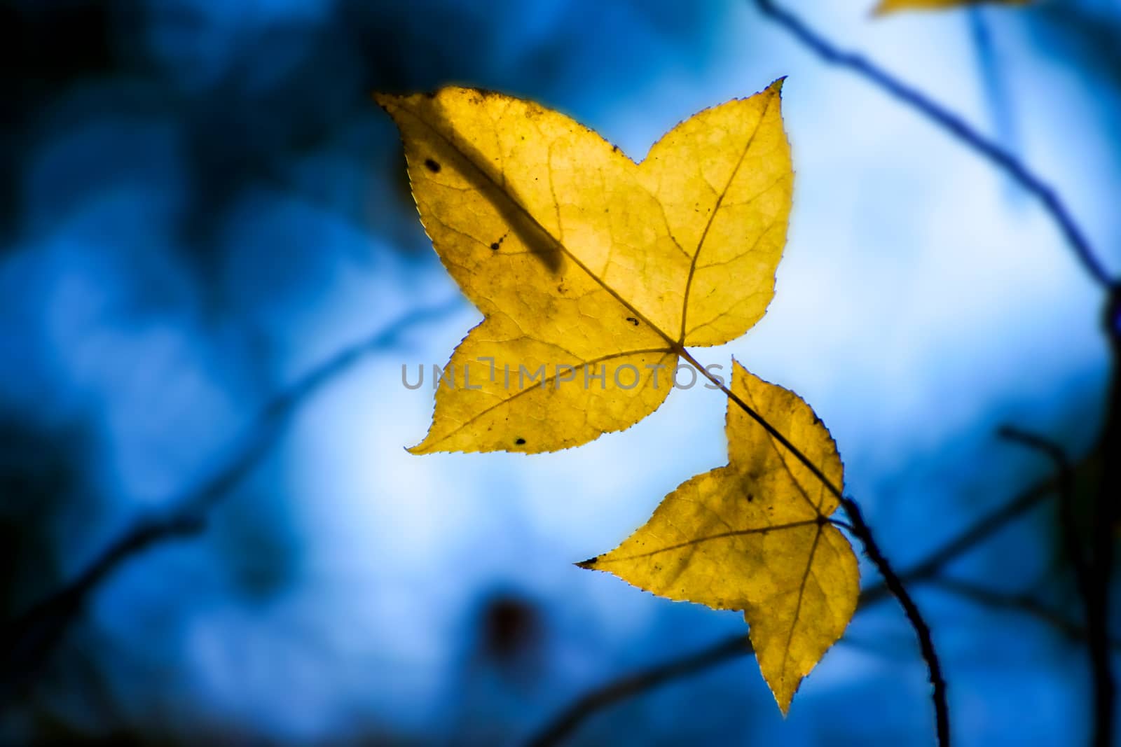 Yellow maple leaves in the autumn. by Noppharat_th