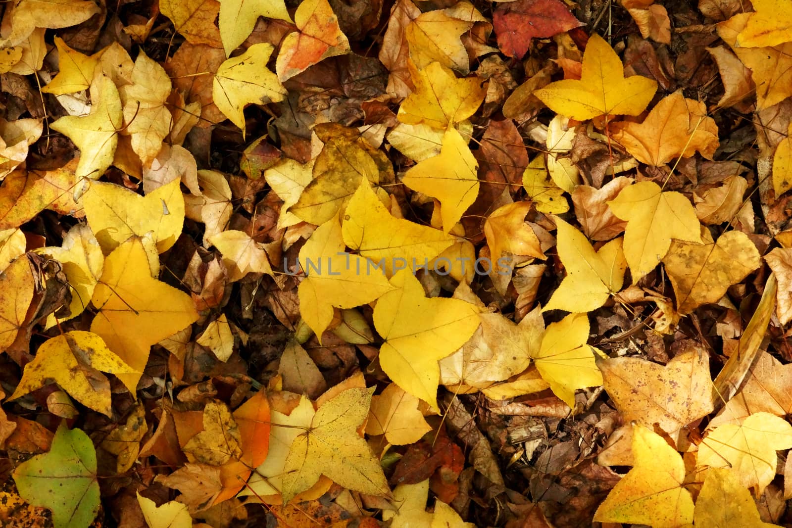 Dry maple leaves fall on the ground in autumn.