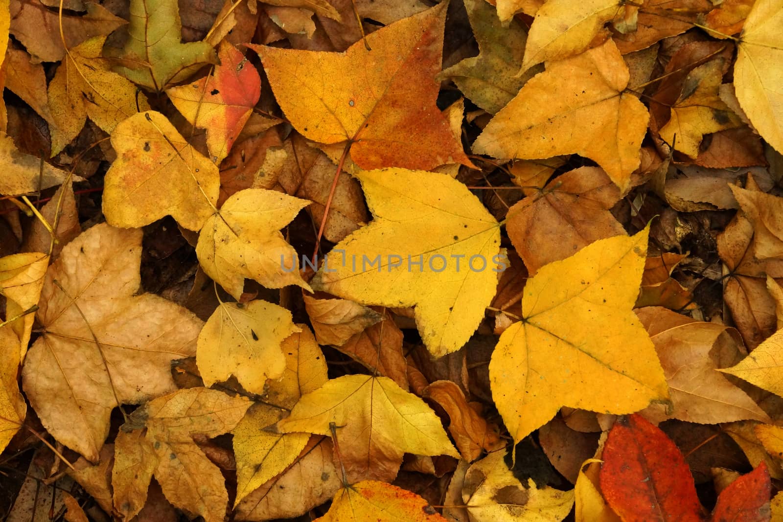 Dry maple leaves fall on the ground in autumn.